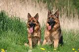 BERGER ALLEMAND 1402